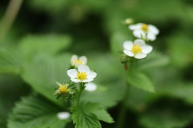 Çiçekli beyaz orman çileği yakın plan.