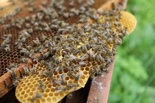 Viele Bienen Auf Einem Rahmen Bienenhaus — Stockfoto