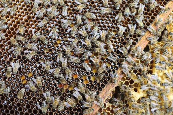 Mnoho Včel Rámu Včelíně — Stock fotografie