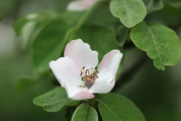 Fehér Birsalma Virág Közelről — Stock Fotó