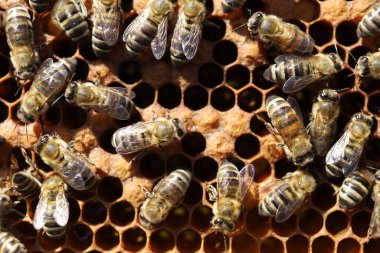 Çerçevesinde bal peteği olan arılar.