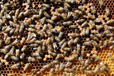 Çerçevesinde bal peteği olan arılar.