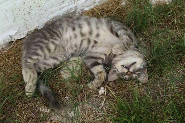 Gato Cinza Está Cochilando Descansando — Fotografia de Stock