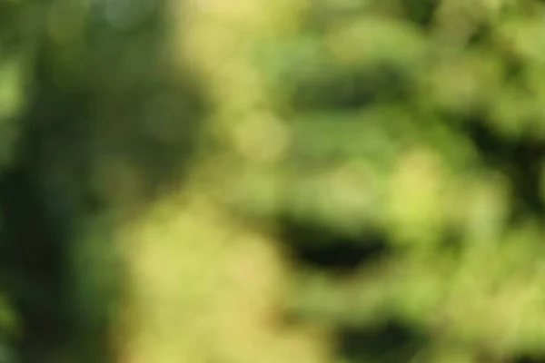 Yeşil bulanık bokeh arkaplan. Yaz arkaplanı.