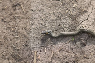 Yılan yerde sürünüyor.