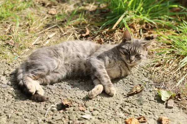 Gato Gris Miente Descansa — Foto de Stock