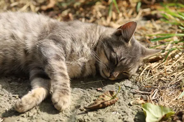 太陽の下の灰色の猫のバック — ストック写真