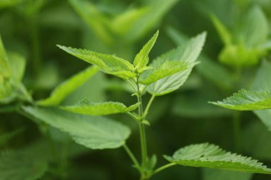 Canlı yeşil yapraklar topraktan çıkar, sakin bir açık havada güneş ışığına ulaşır..
