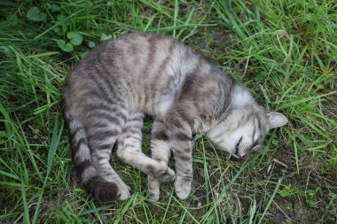 Çizgili bir kedi yemyeşil çimenlerde kıvrılıp güneşli sıcak bir öğleden sonranın tadını çıkarıyor, tamamen rahat ve huzurlu..