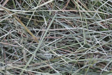 Yoğun bir yeşil çimen tabakası, doğanın dokularını ve renklerini gözler önüne sererek, gün ışığı altında toprağı doldurur..