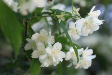 Yasemin çiçekleri, bahar mevsiminde sakin bir bahçede canlı yeşil yapraklarla çevrili zarif bir şekilde çiçek açar..