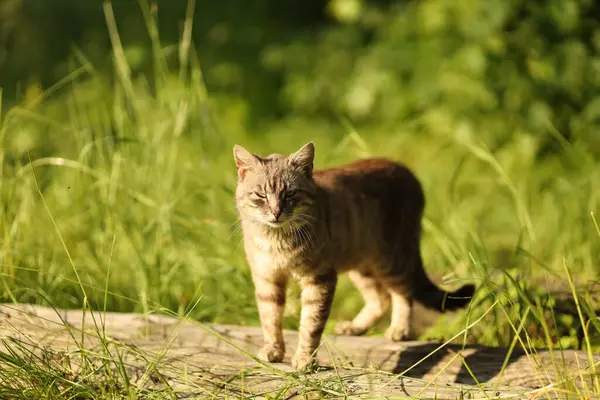 Vahşi bir kedi, güneşli bir ortamda uzun yeşil çimlerde gezinir ve çevresinin tadını çıkarır..