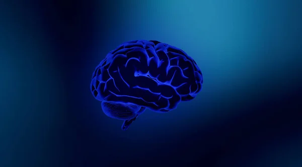 Human Brain Anatomical Ray Blue Background Rendering — Stock Photo, Image