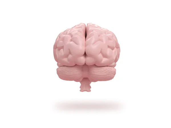 Cérebro Humano Frontal Sobre Fundo Branco Isométrico Renderização — Fotografia de Stock