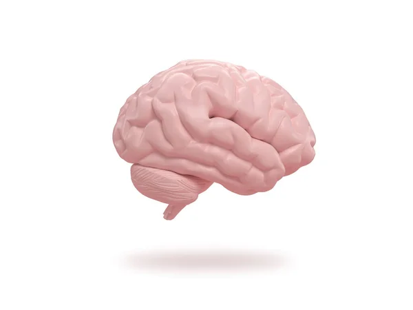 Ludzki Mózg Ślizga Się Izometrycznym Białym Tle Renderowanie — Zdjęcie stockowe