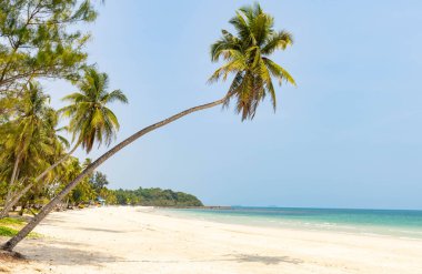 Güneşli bir günde Chumphon, Tayland 'da Thung Wua Laen sahilinde bir hindistan cevizi ağacı.