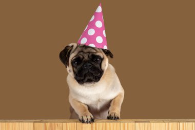 Komik Pug köpeği parlak arka planda mutlu yıllar şapkası takıyor..