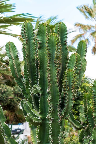 Utsikt Över Grön Kaktus Utomhus — Stockfoto