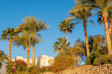 Beyaz binalar ve Mısır 'da bir dinlenme alanı.