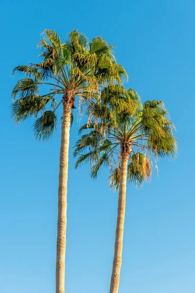 美丽的蓝天映衬着完美的棕榈树 — 图库照片