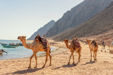 Turistler için deve kervanı. Dahab 'da bir deve sırtlı Bedevi safarisi. Mısır.