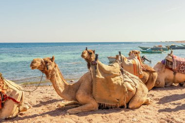 Akabe Körfezi 'ndeki Kızıl Deniz kıyısında develer. Dahab, Mısır.