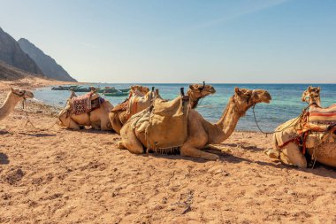 Akabe Körfezi 'ndeki Kızıl Deniz kıyısında develer. Dahab, Mısır.