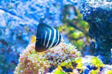 Tavuskuşu melek balığı deniz akvaryumunda yüzüyor.. 