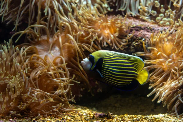 Peixes Tropicais Nadando Aquário Mar — Fotografia de Stock