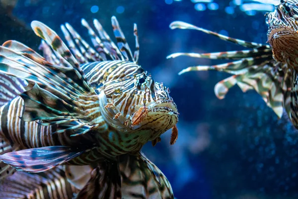 Diabo Firefish Peixe Leão Nadando Aquário — Fotografia de Stock