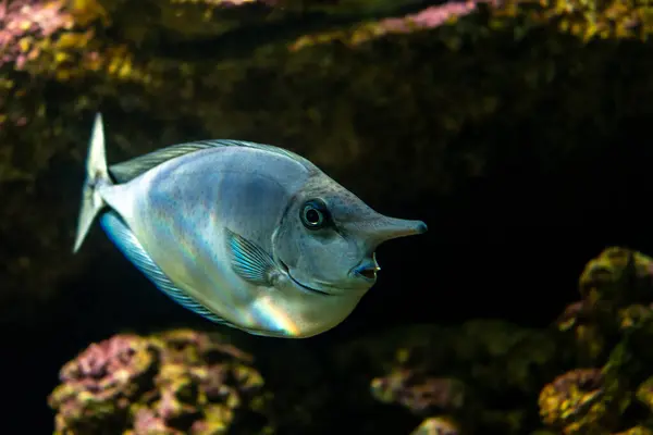 Vista Perto Unicornfish Surgeonfish Aquário Mar — Fotografia de Stock