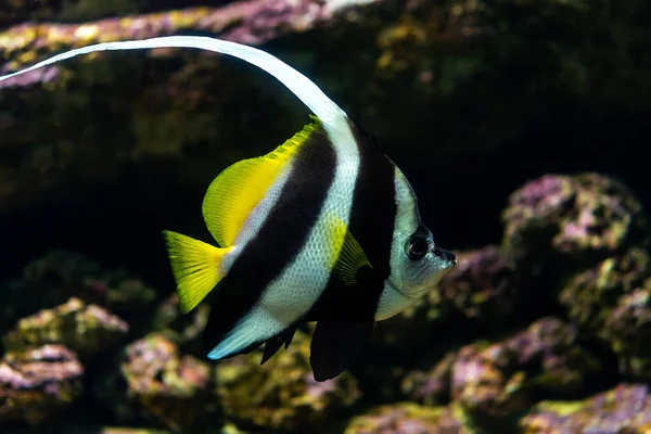 Vista Perto Coalfish Pennant Heniochus Acuminatus Aquário — Fotografia de Stock