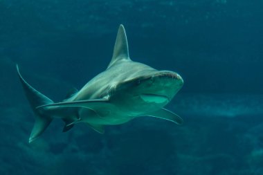 Gümüş uçlu köpekbalığı derin deniz akvaryumunda yüzüyor..
