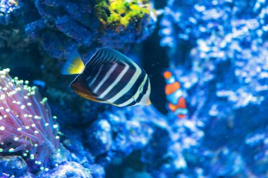 Tavuskuşu melek balığı deniz akvaryumunda yüzüyor.. 