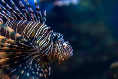 Şeytan ateşi ya da akvaryumda yüzen aslan balığı..