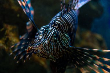 Close-up view of Devil firefish or lion fish swimming in aquarium. clipart