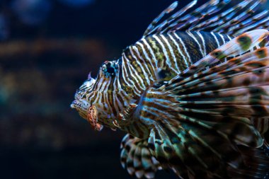 Şeytan ateşböceğinin ya da akvaryumda yüzen aslan balığının yakın çekim görüntüsü.