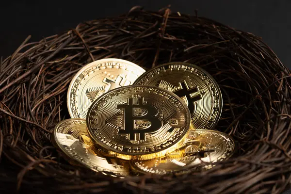Minimaal Investeringsconcept Gouden Bitcoin Munten Nest Donkere Achtergrond Stockfoto