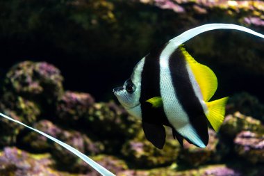 Pennant mercan balığı veya akvaryumda yüzen Heniochus acuminatus.