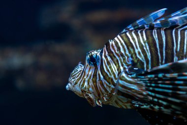 Şeytan ateşböceği akvaryumda yakın çekim fotoğrafı.