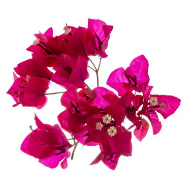 Çiçek açan dallar, çiçekler ve beyaz arka planda izole edilmiş begonvil çiçekleri. Yakın plan..