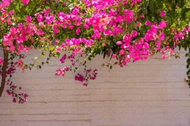 Beyaz bir duvarda pembe begonviller, Akdeniz baharı ve yaz panoramik arka planı.