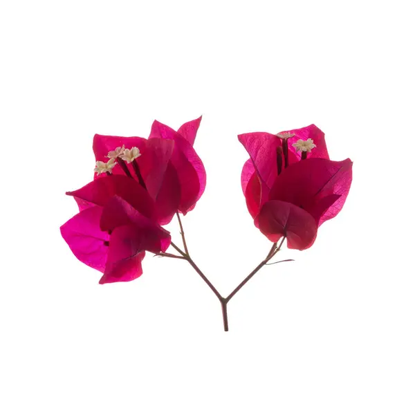 stock image Blooming branch, flowers and inflorescence of bougainvillea isolated on white background. Close-up.