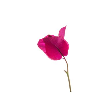 Bougainvillea çiçeği beyaz arka planda izole edilmiş. Güzel pembe tropikal çiçekler.
