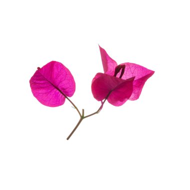 Bougainvillea çiçeği beyaz arka planda izole edilmiş, kırpma yolu ile.