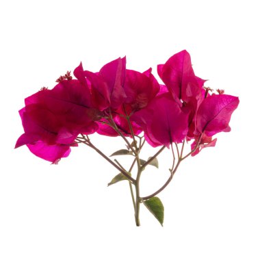 Bougainvillea çiçeği beyaz arka planda izole edilmiş, kırpma yolu ile.