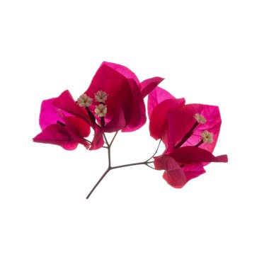Bougainvillea çiçeği beyaz arka planda izole edilmiş. Güzel pembe tropikal çiçekler.