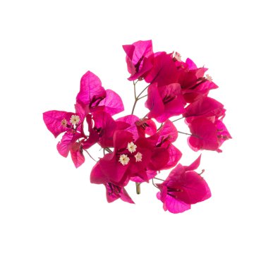 Çiçek açan dallar, çiçekler ve beyaz arka planda izole edilmiş begonvil çiçekleri. Yakın plan..