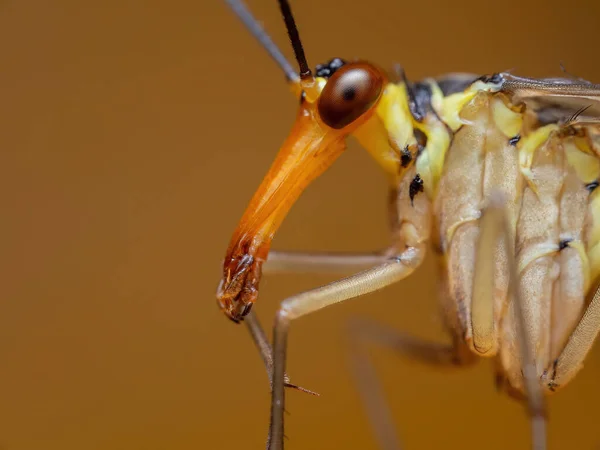Uma Visão Lateral Longa Face Panorpa Communis Aka Scorpion Fly — Fotografia de Stock