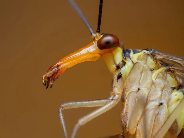 Uma Visão Lateral Longa Face Panorpa Communis Aka Scorpion Fly — Fotografia de Stock